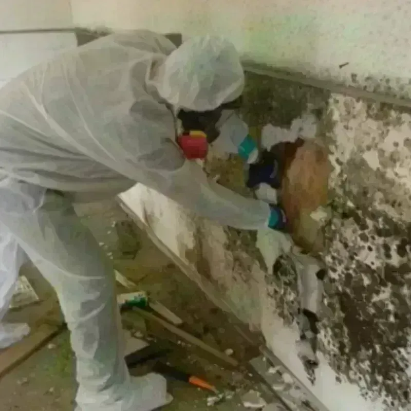 Mold Remediation and Removal in Waldorf, MD